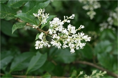 Ligustrum perrottetii